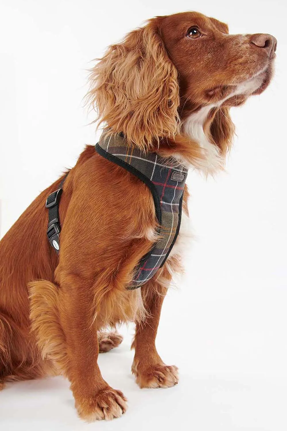 Barbour Arnés Perro Tartan