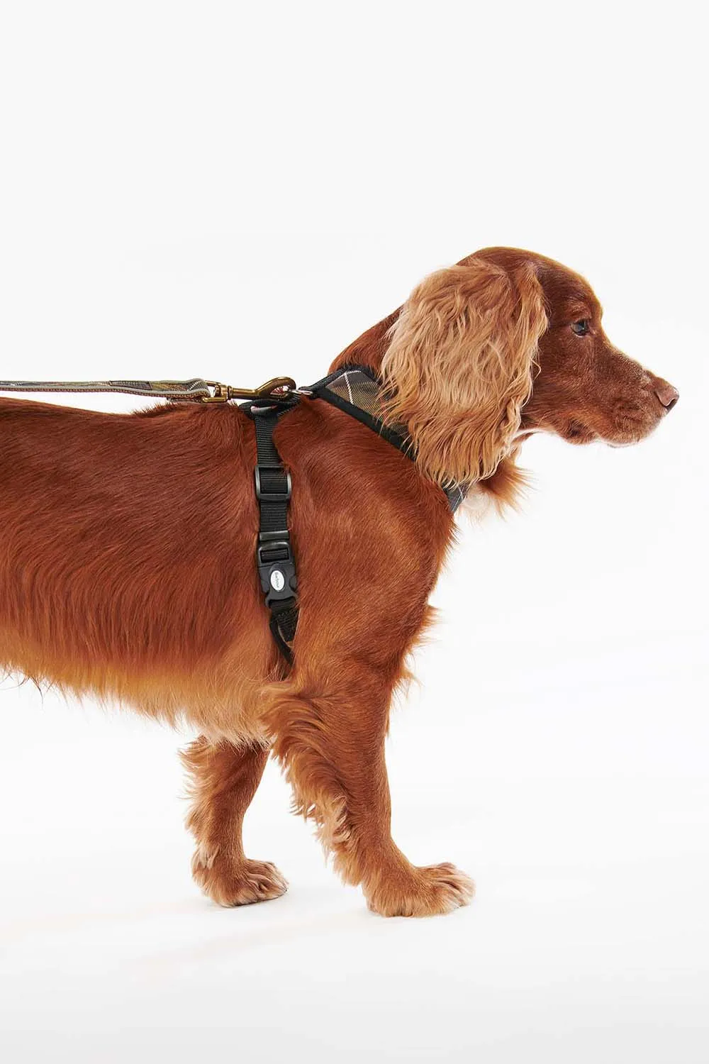 Barbour Arnés Perro Tartan