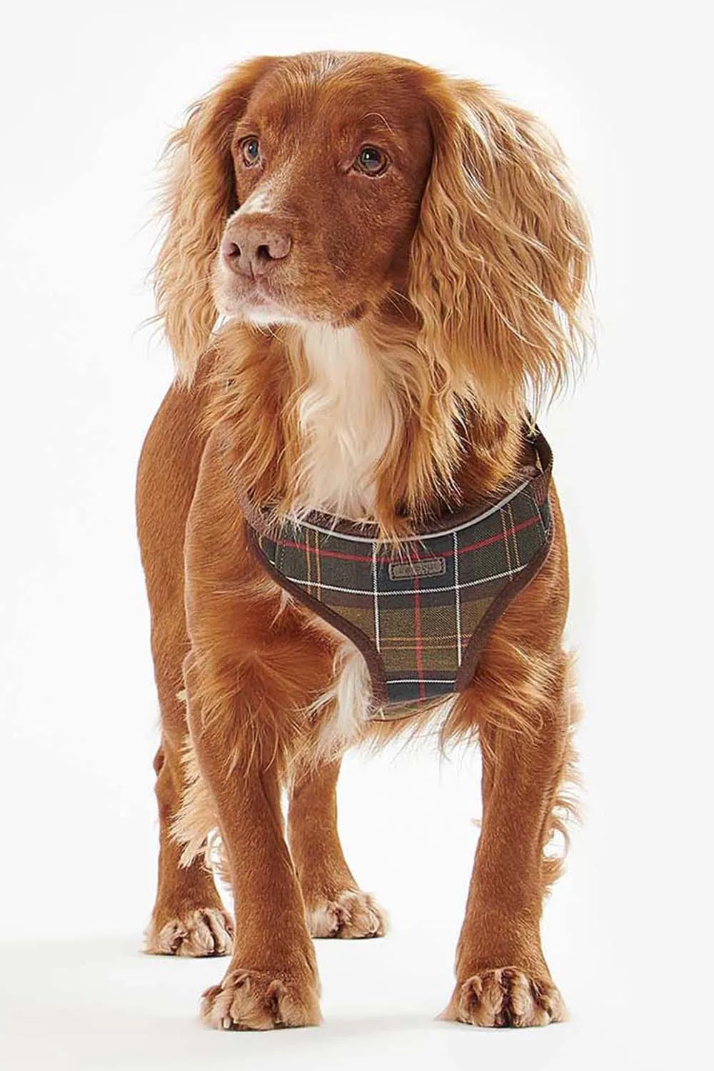 Barbour Arnés Perro Travel & Exercise