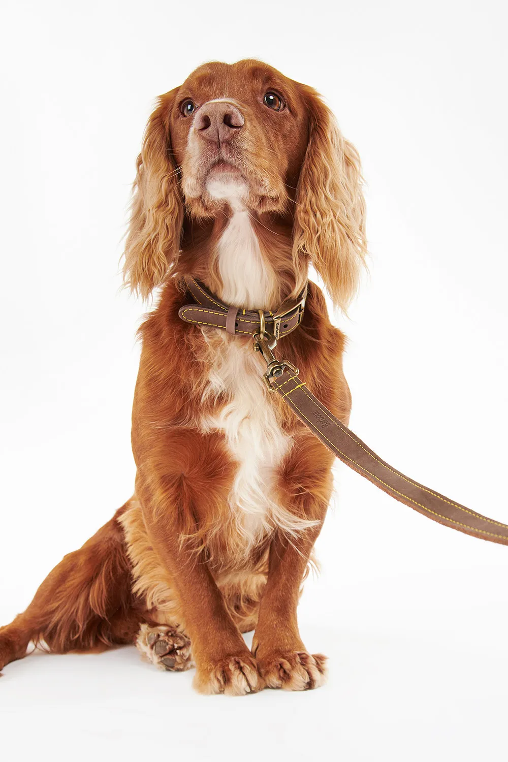 Barbour Correa Perro Leather