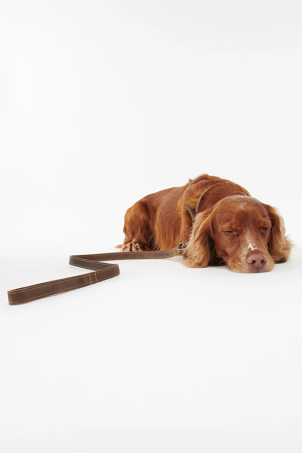 Barbour Correa Perro Leather