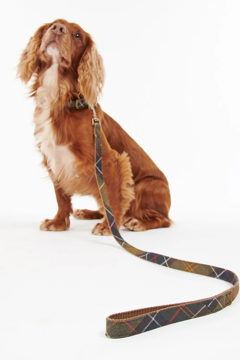 Barbour Correa Perro Tartan Webbing