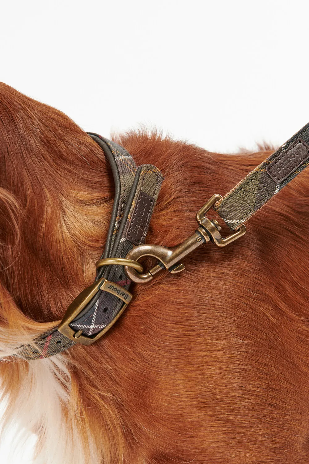 Barbour Correa Perro Tartan Webbing