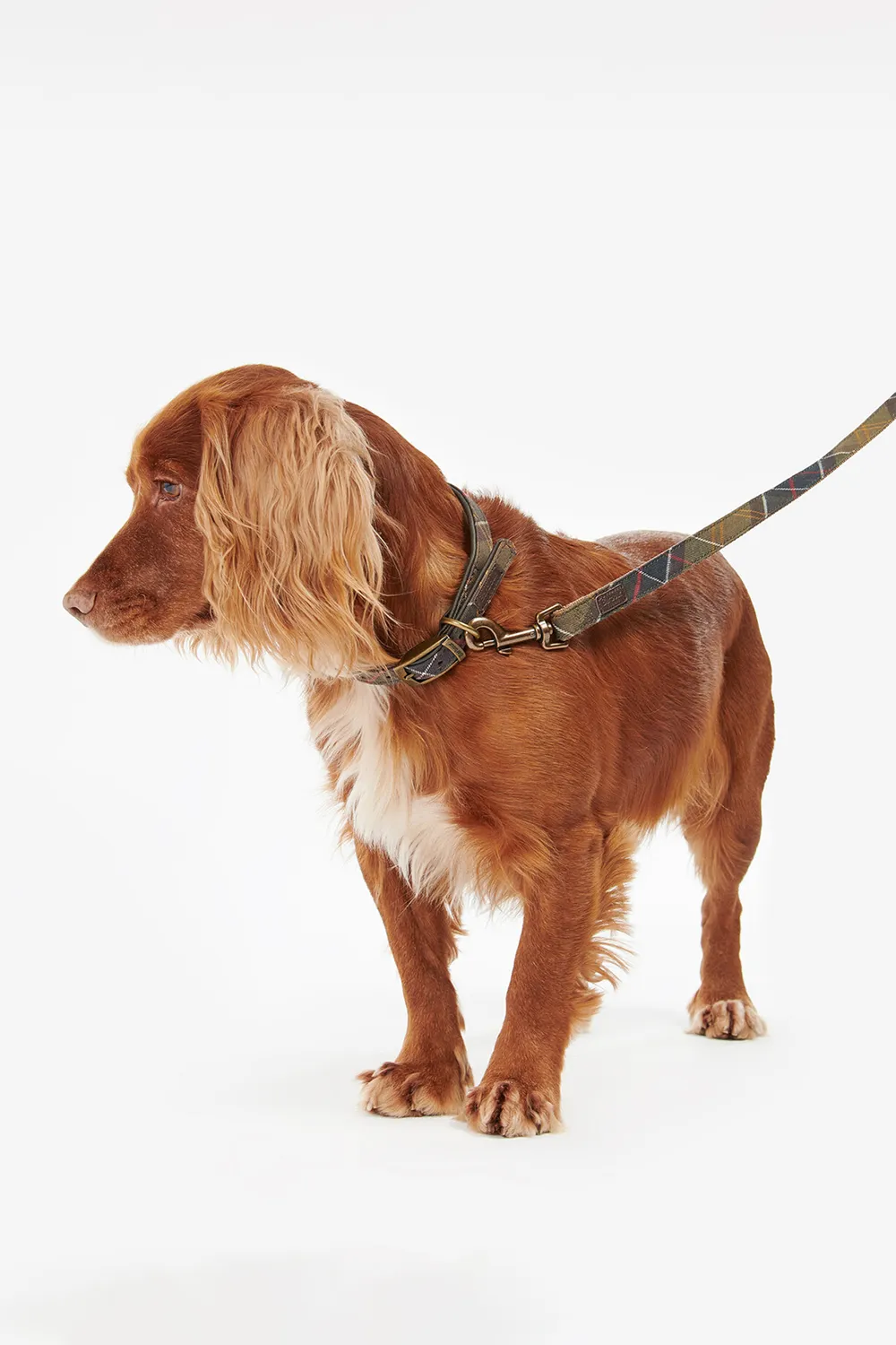 Barbour Correa Perro Tartan Webbing