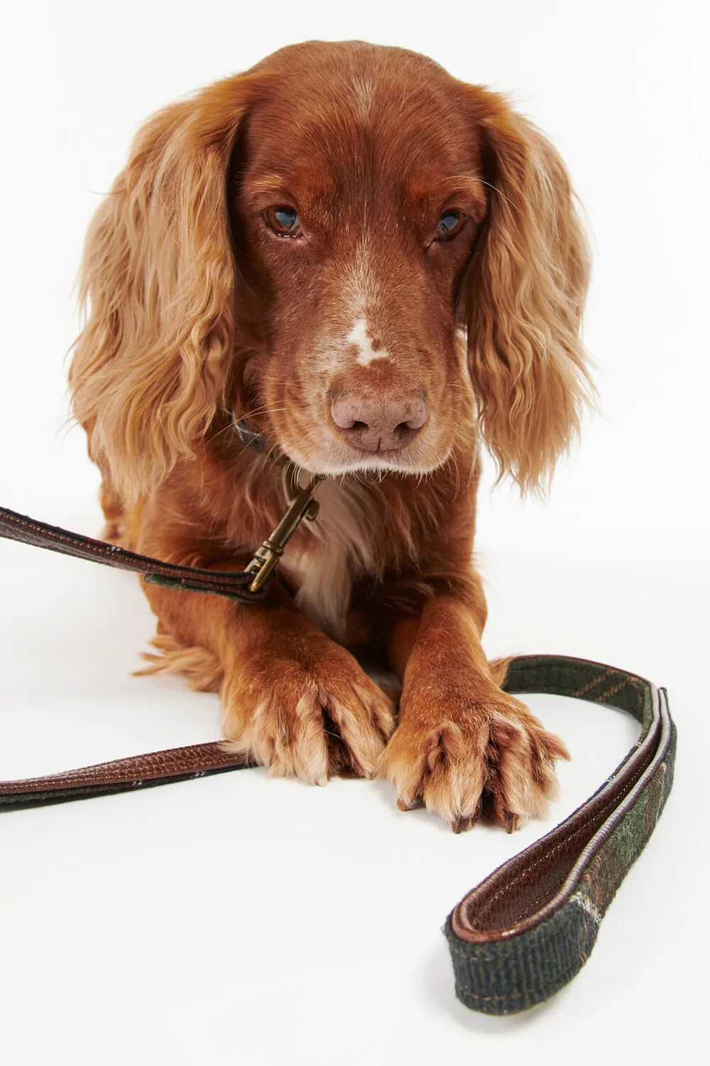 Barbour Correa Perro Tartan