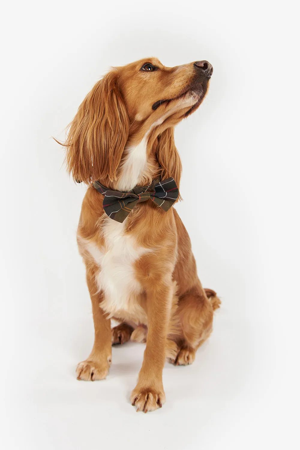 Barbour Pajarita Perro Tartan