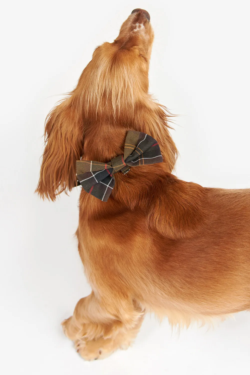 Barbour Pajarita Perro Tartan