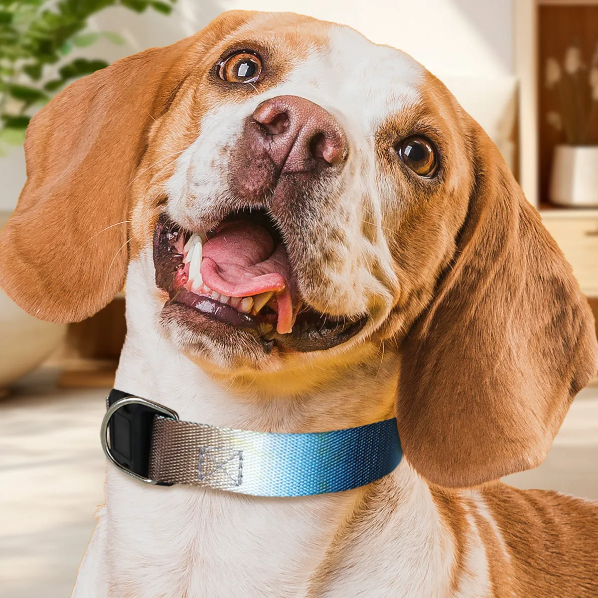 Collar con Diseo Ajustable color Azul con Café para Mascota