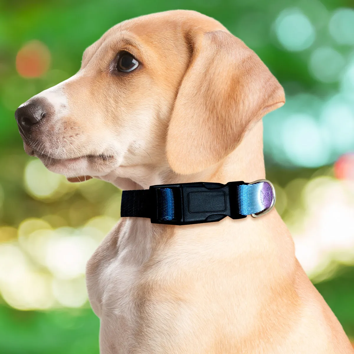 Collar con Diseo Ajustable color Morado para Mascota