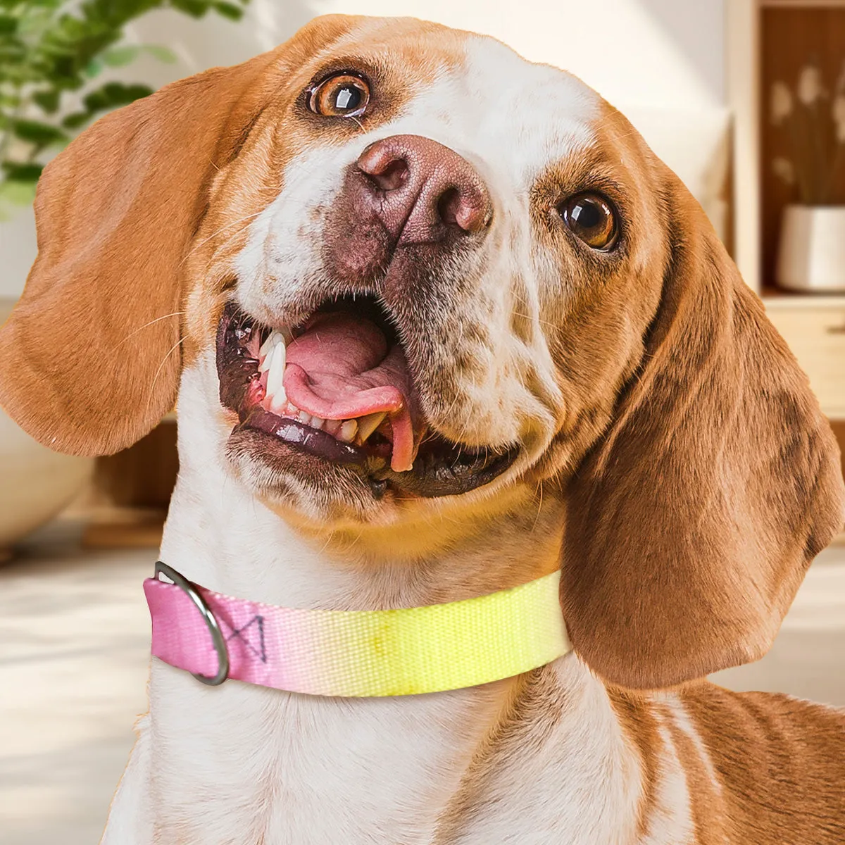 Collar con Diseo Ajustable color Rosa para Mascota