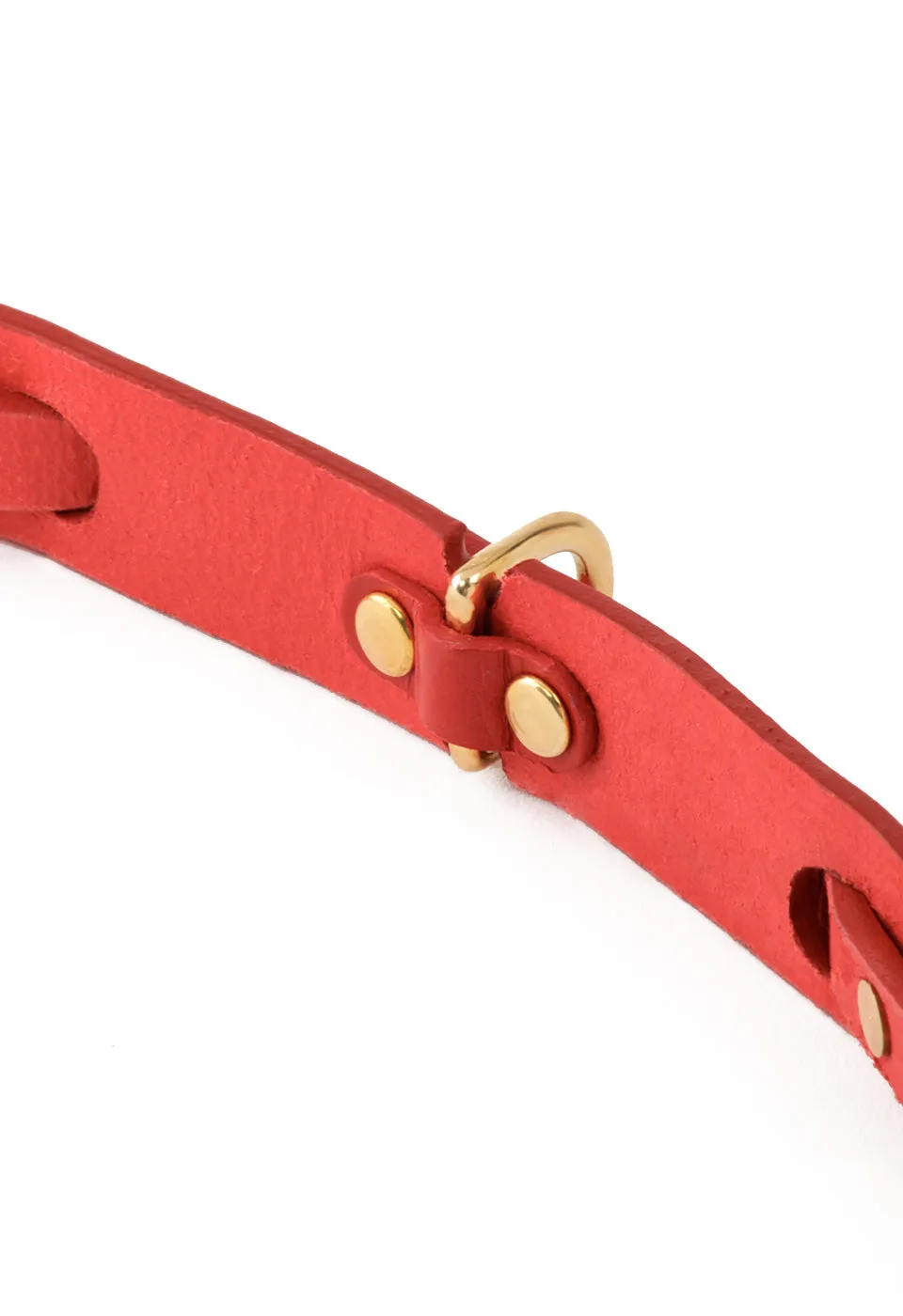 Collar Perro