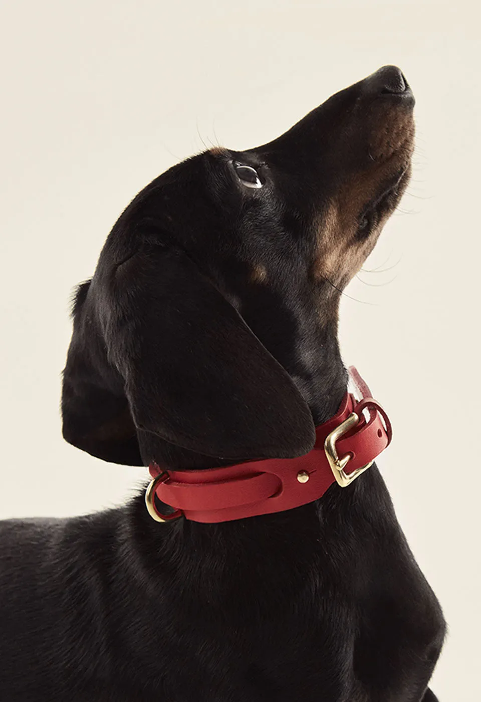 Collar Perro
