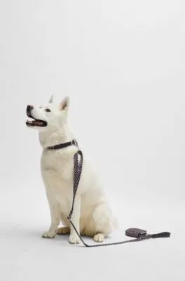 Correa de perro con logo grabado