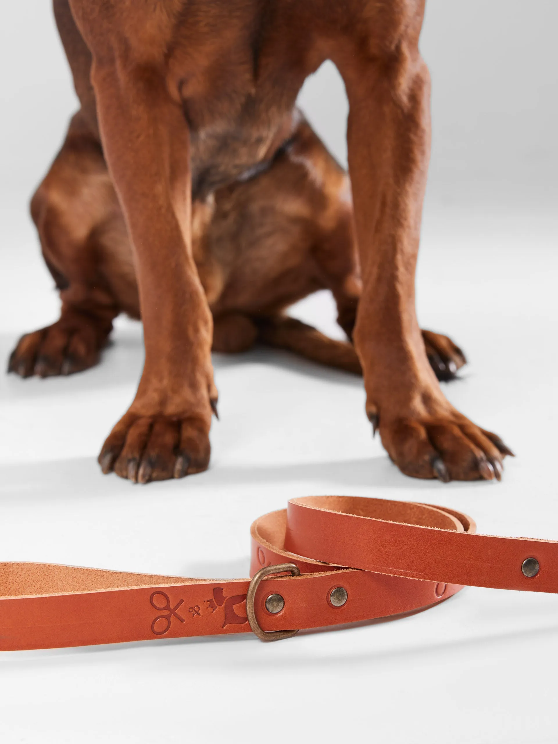 Correa perro SILBONxLADRANGAUCHO cuero