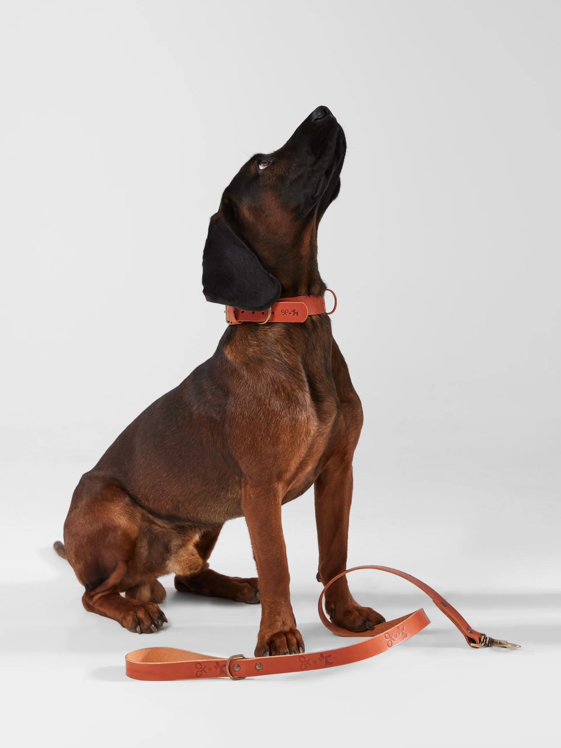 Correa perro SILBONxLADRANGAUCHO cuero