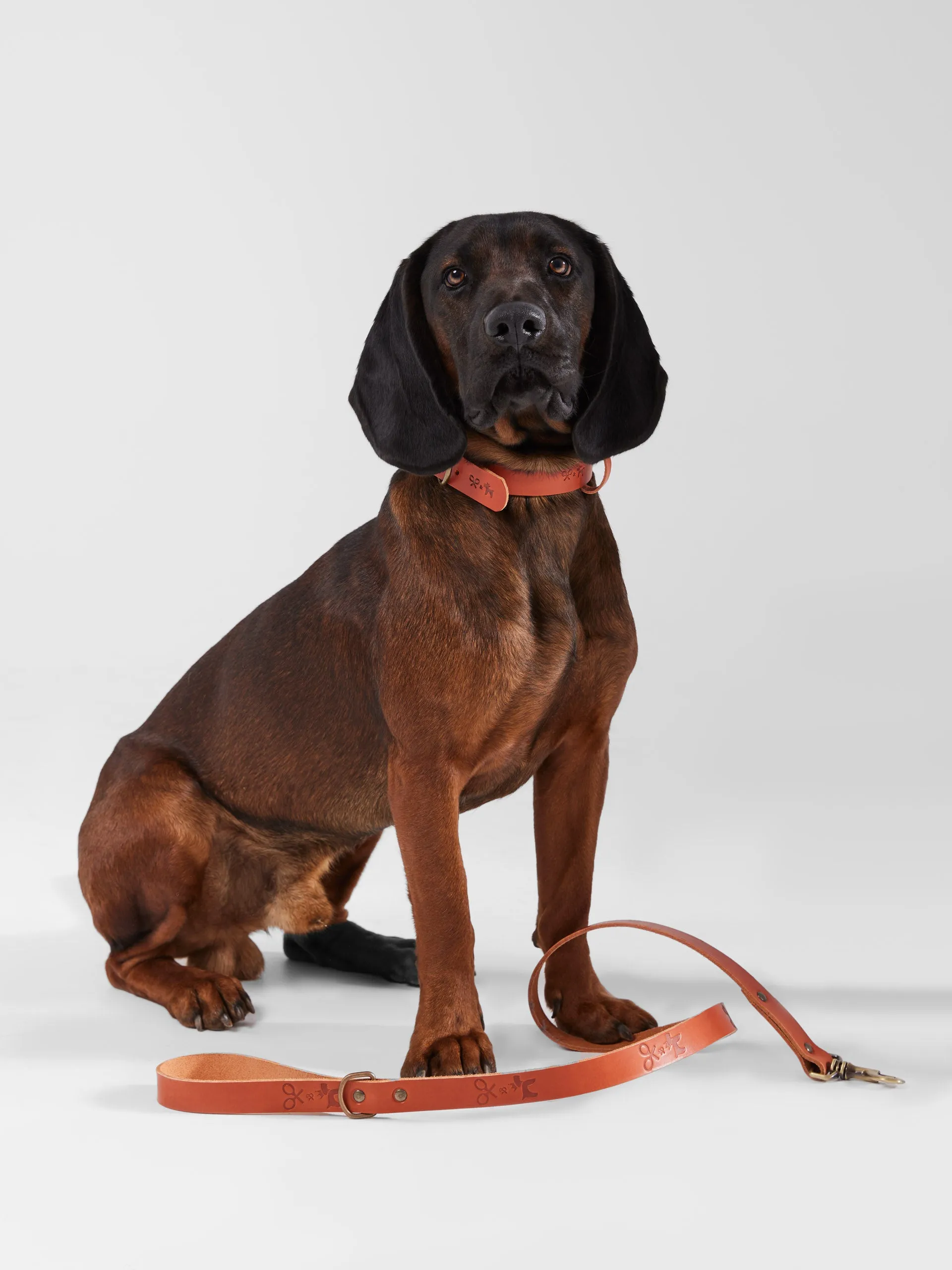 Correa perro SILBONxLADRANGAUCHO cuero
