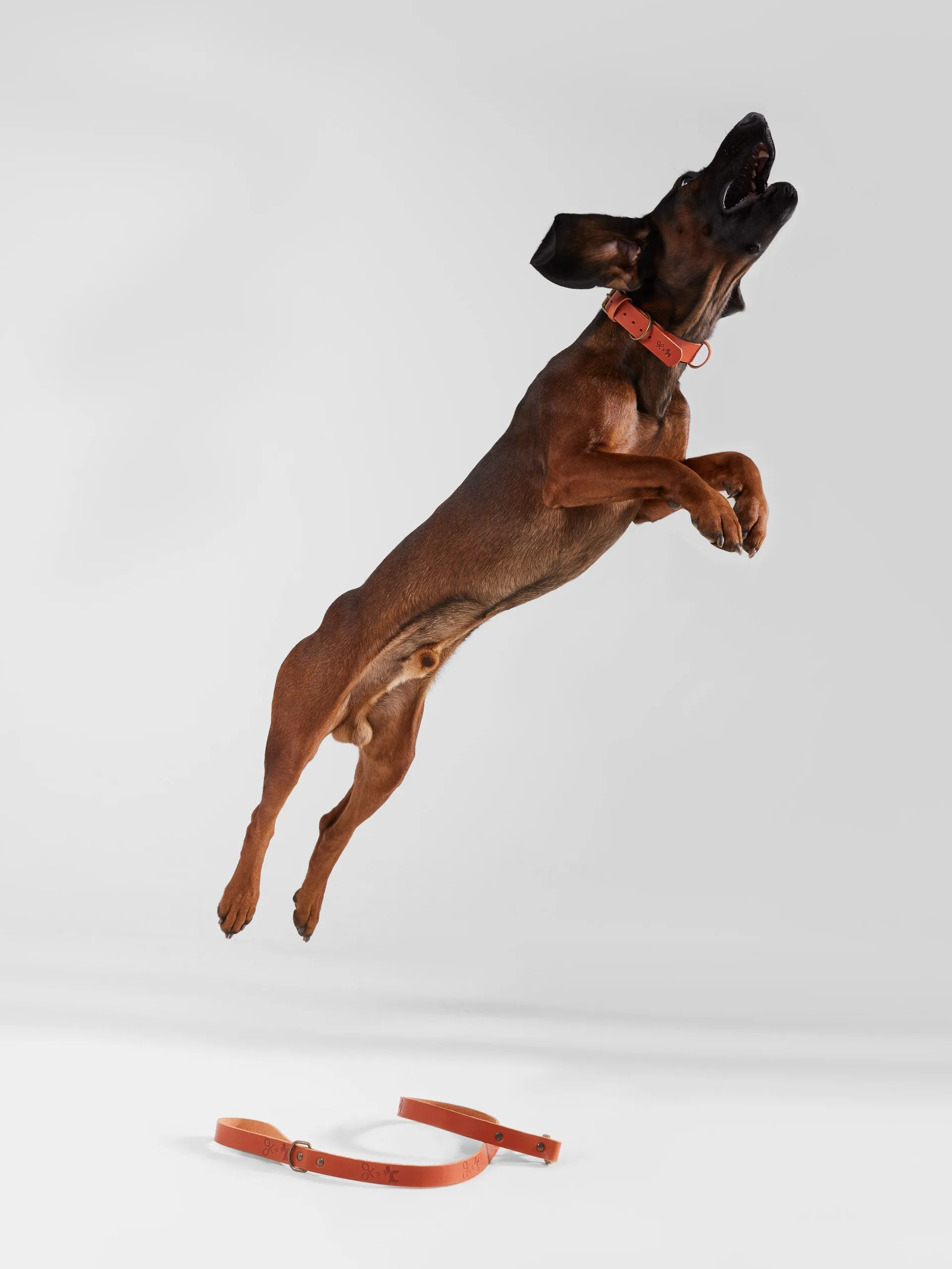 Correa perro SILBONxLADRANGAUCHO cuero