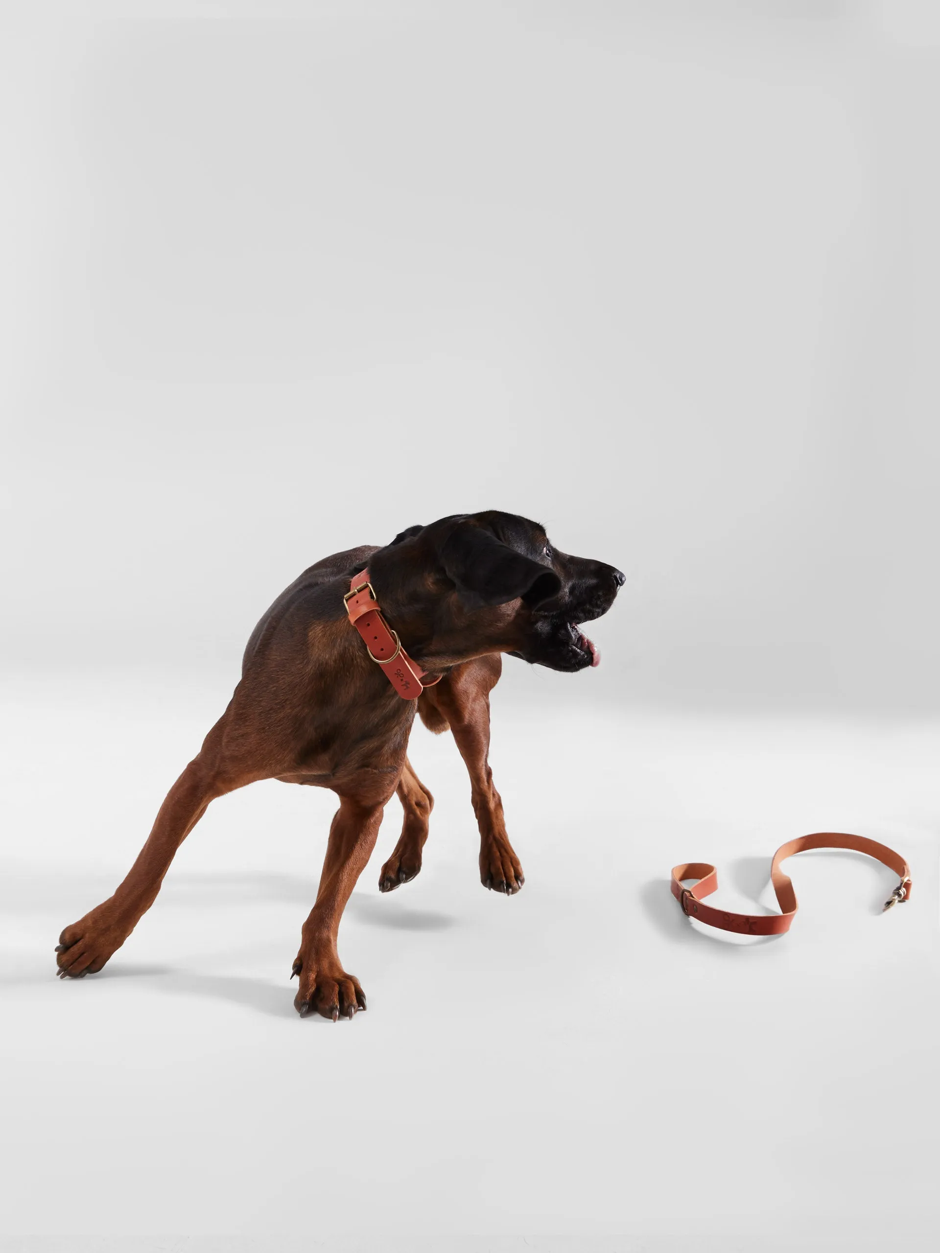 Correa perro SILBONxLADRANGAUCHO cuero