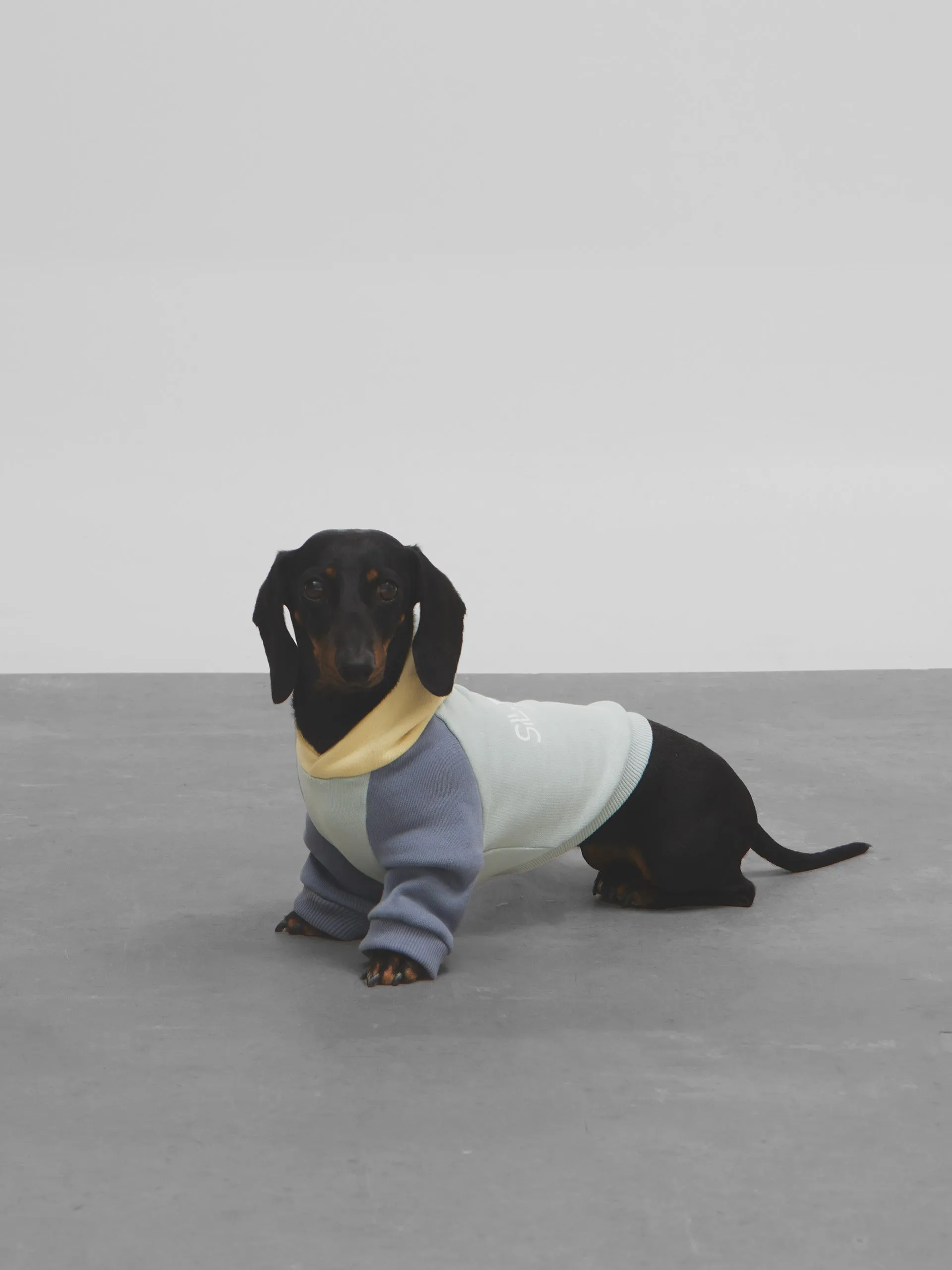 Sudadera mascota verde amarillo