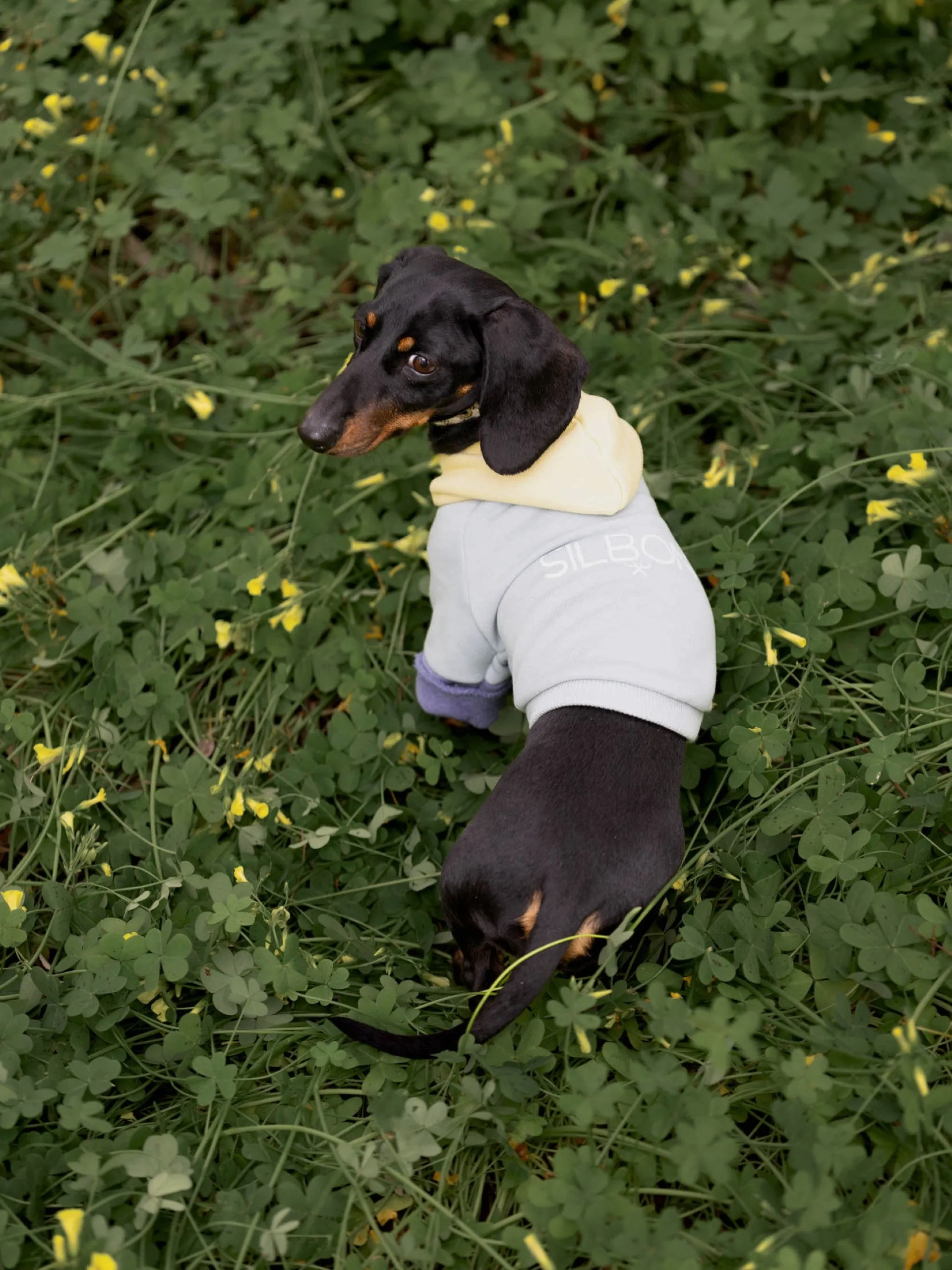 Sudadera mascota verde amarillo