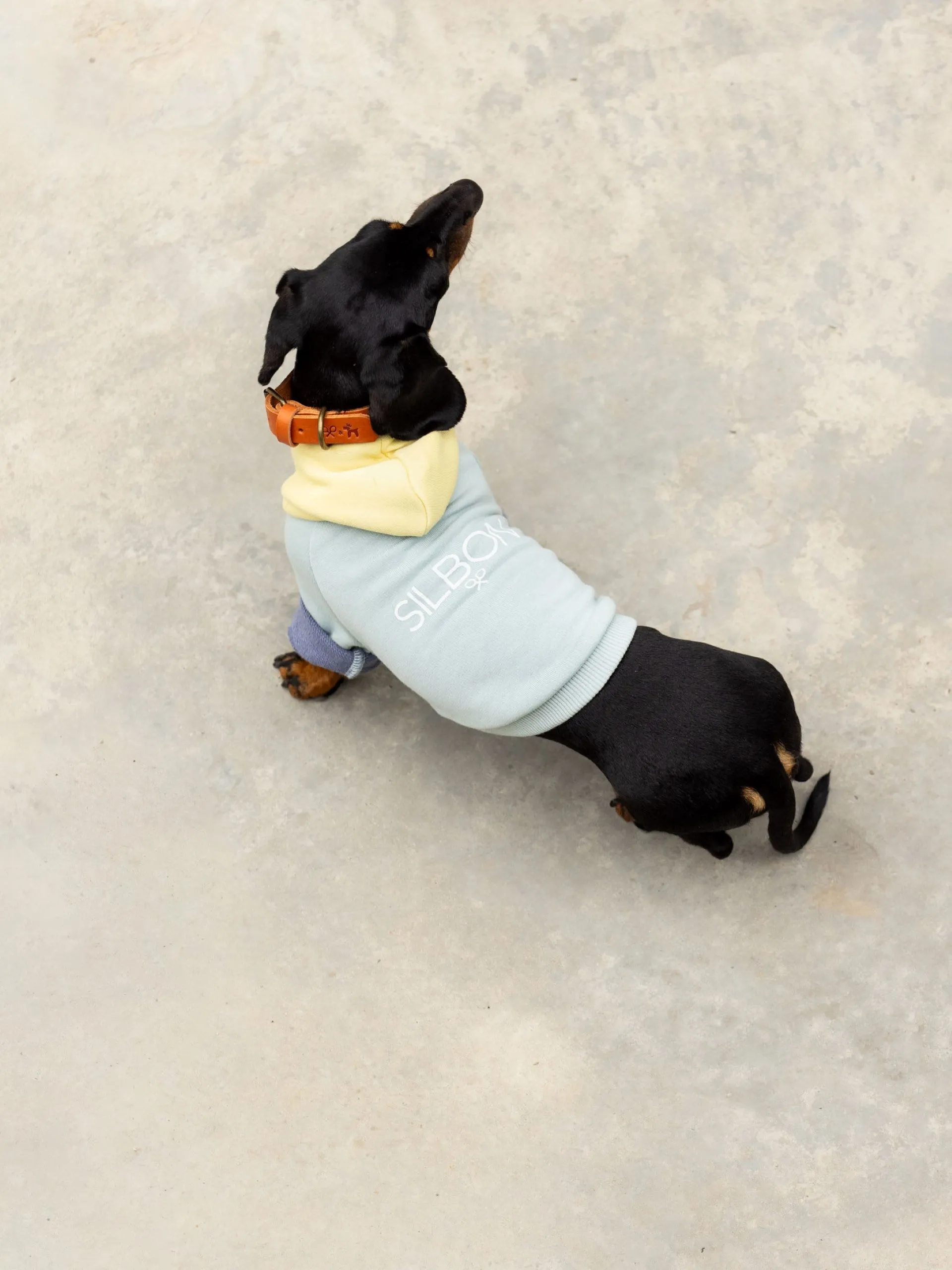 Sudadera mascota verde amarillo