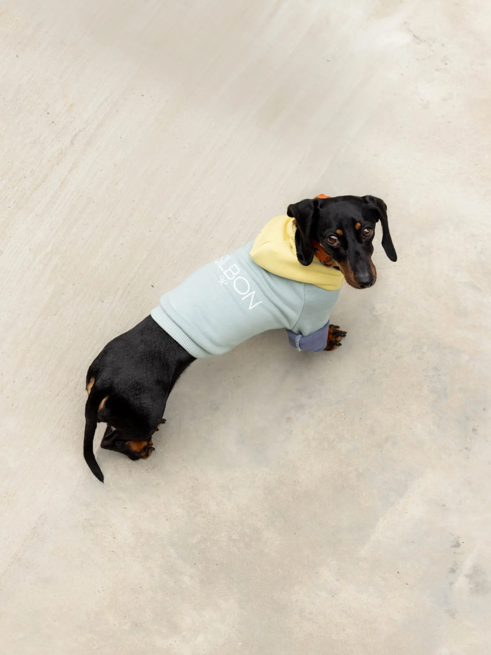 Sudadera mascota verde amarillo